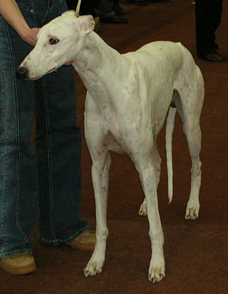 Galgo ingles o Greyhound