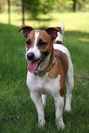 Jack Russell Terrier 1