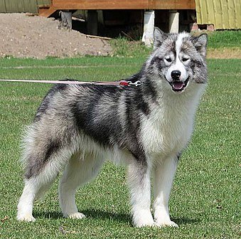 Perro esquimal canadiense o Canadian Eskimo Dog